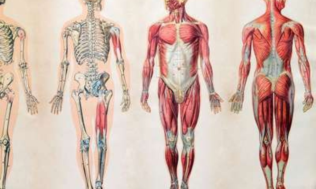Educational Information about the body
