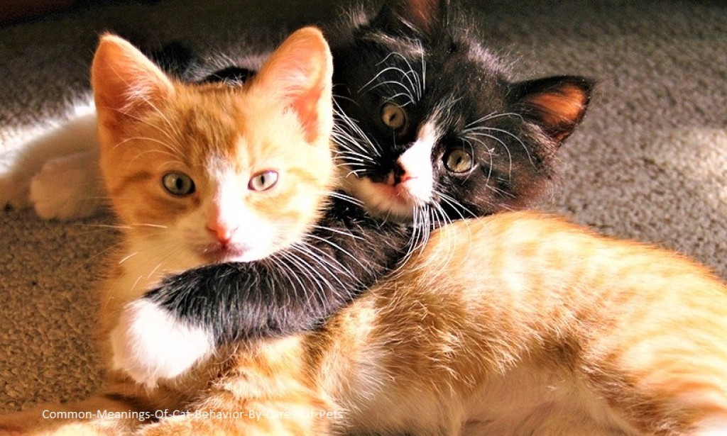 Common Meanings Of Cat Behavior