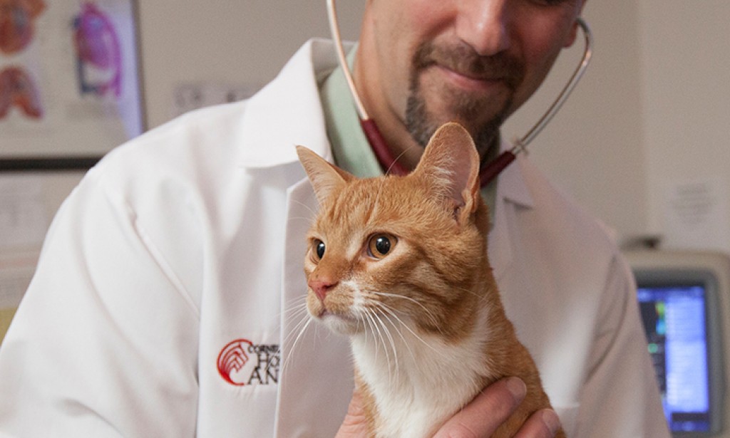 Helping Your Cat Stay Healthy