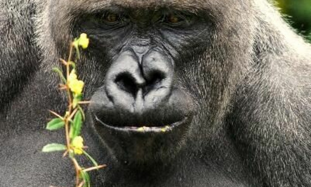 Lipneva Biology.  The main news of the science of life