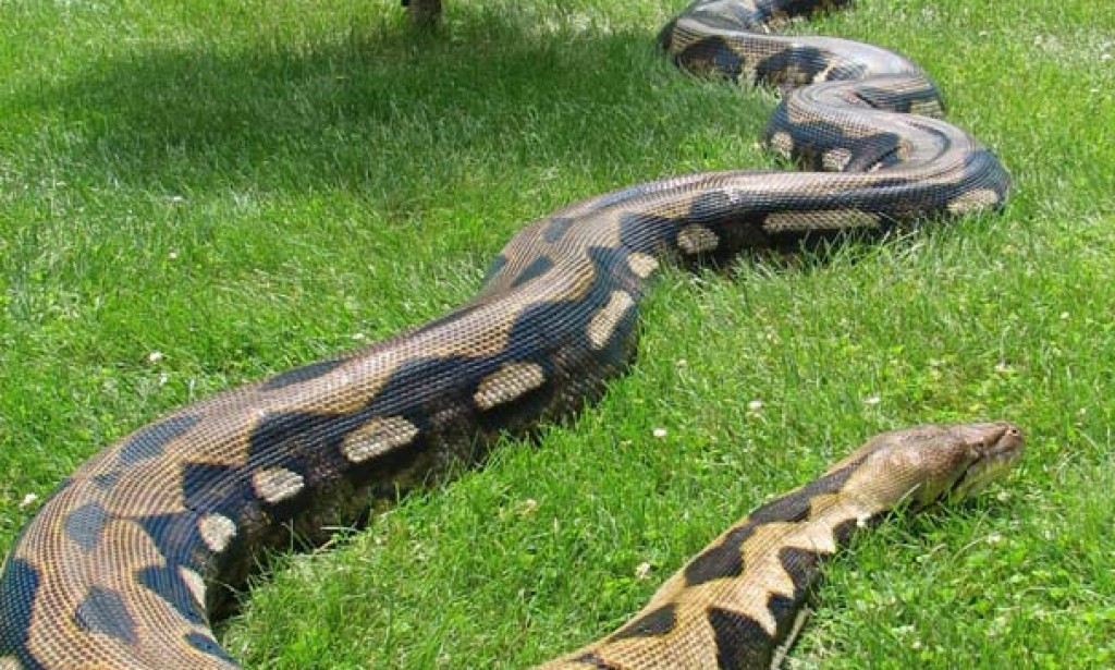 Top 6 largest snakes in the world