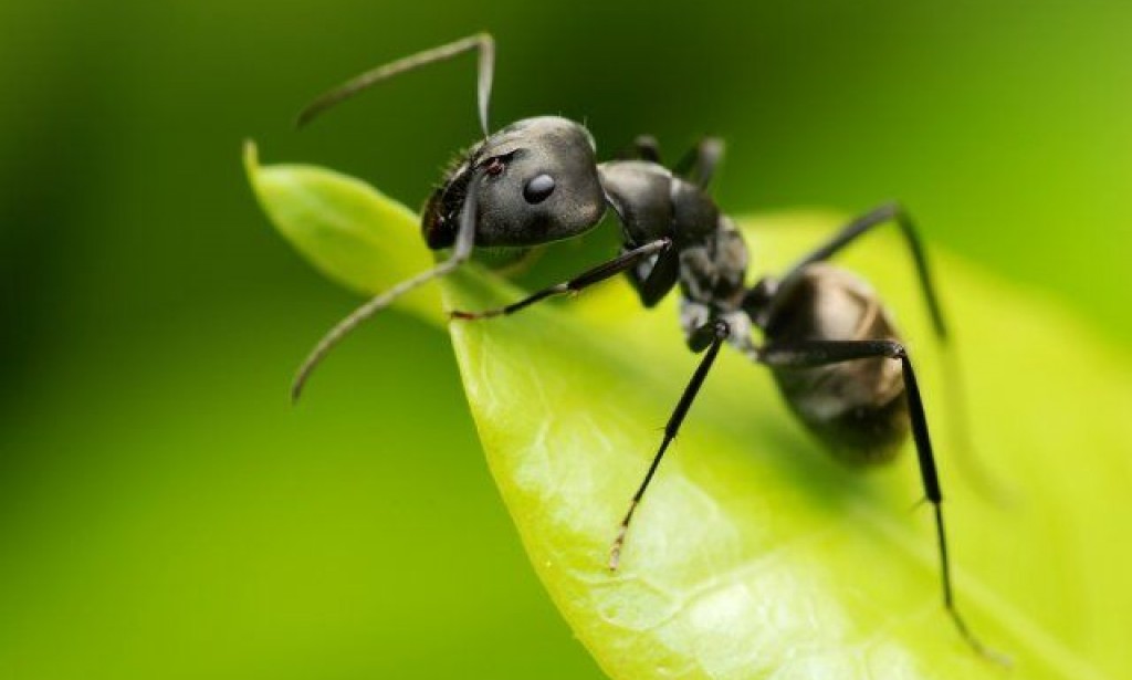 Top 10 Interesting Facts About Ants