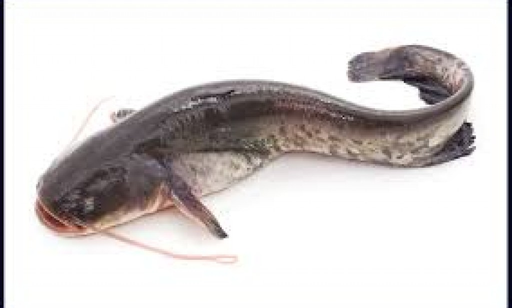 Catfish Life