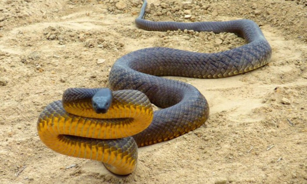 Top 10 most dangerous snakes in the world