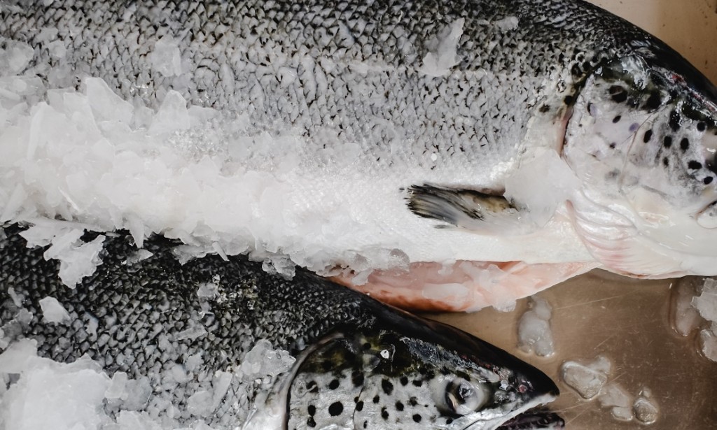 How long should I bake a trout in the oven?