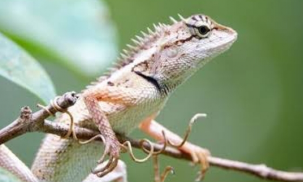 Interesting facts about lizards