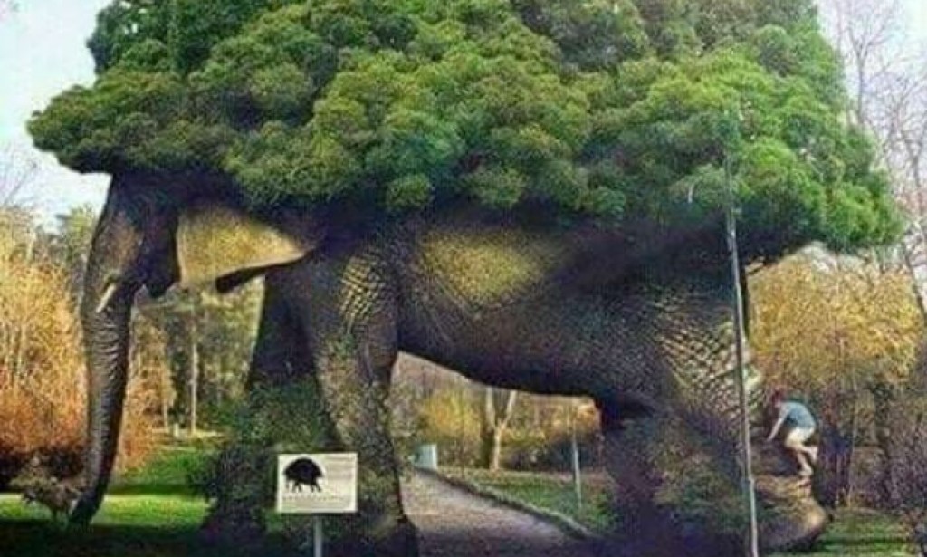 Why Elephants can't fly?