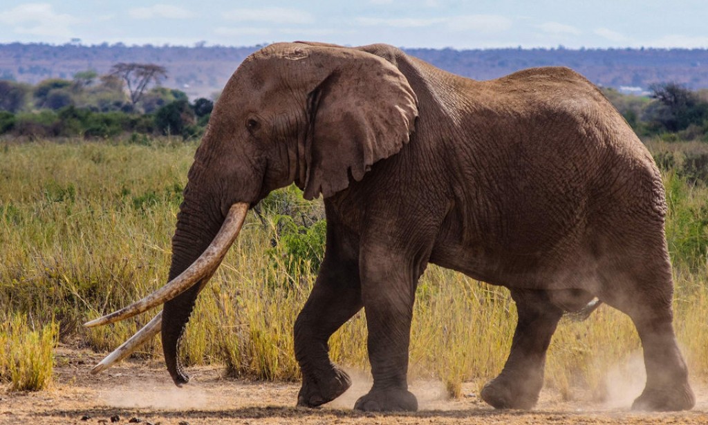 Facts about elephants