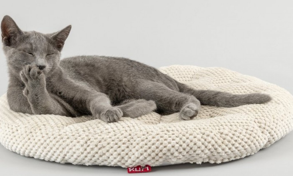 The perfect pet: the top 5 most unpretentious cat breeds