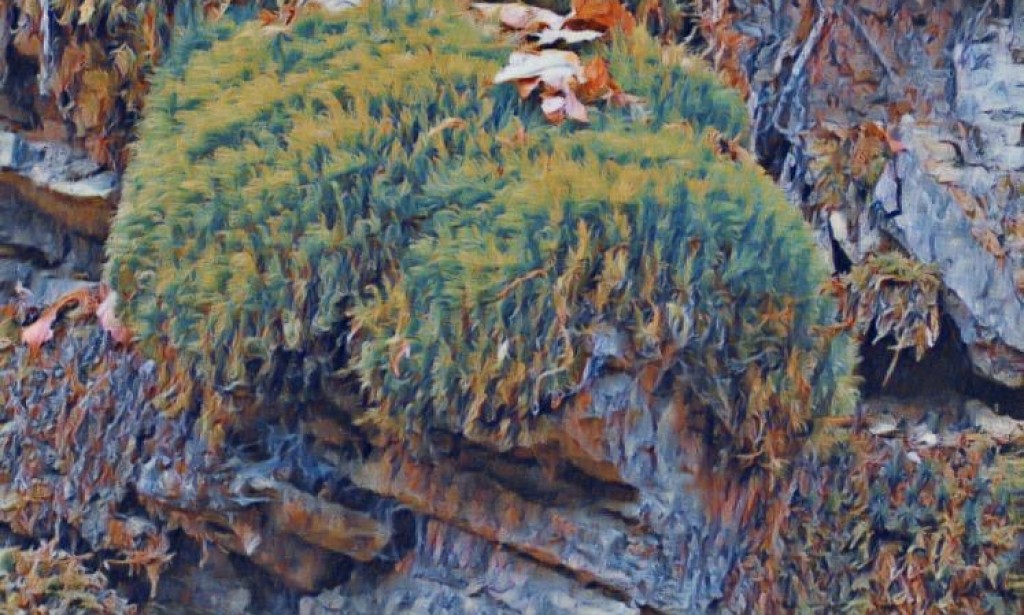 Wiltshire man fined for fly-tipping couch he asserted 'dropped out' of vehicle on country path