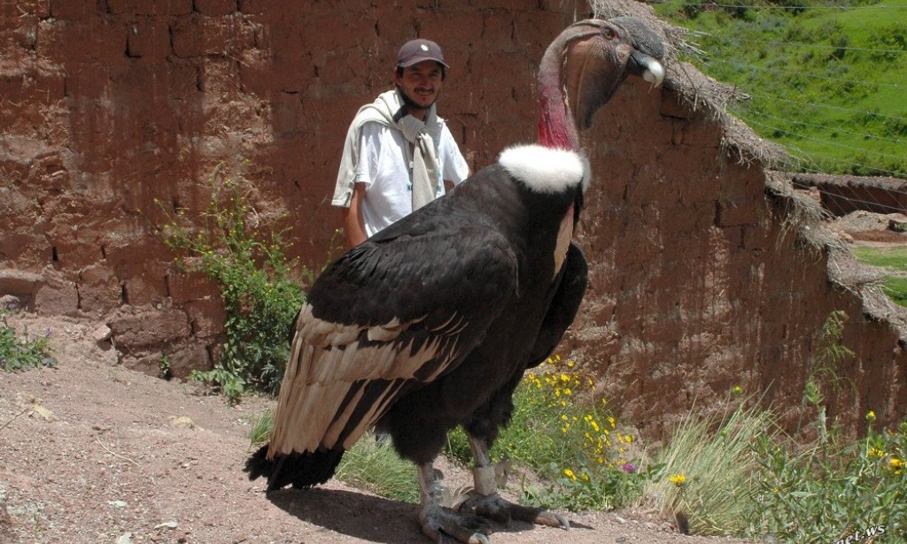 The Biggest Birds in the World Top 10