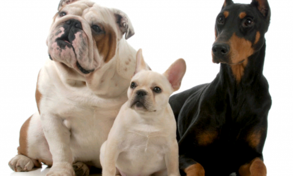 Facts about dogs