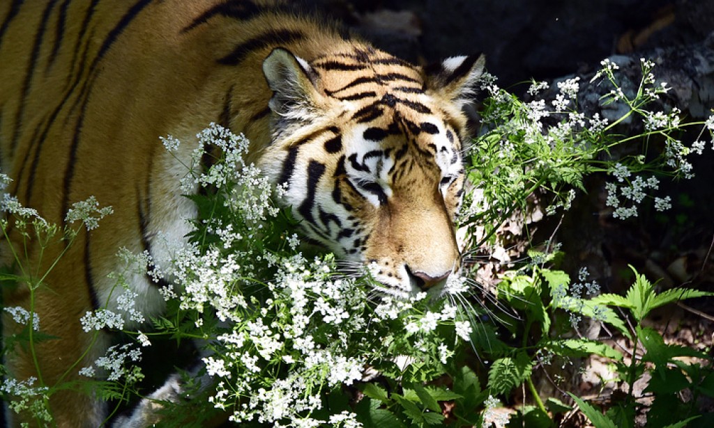 Wild animals of Russia under protection of the state