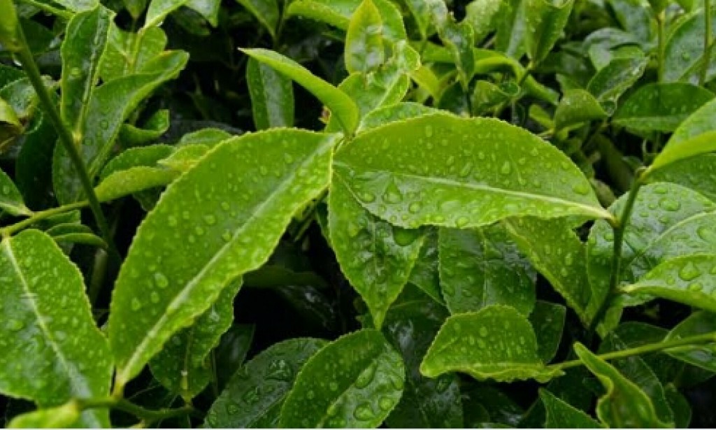 How tea was discovered