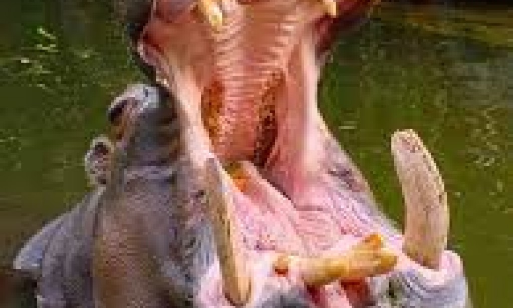 God sent hippos to punish humanity