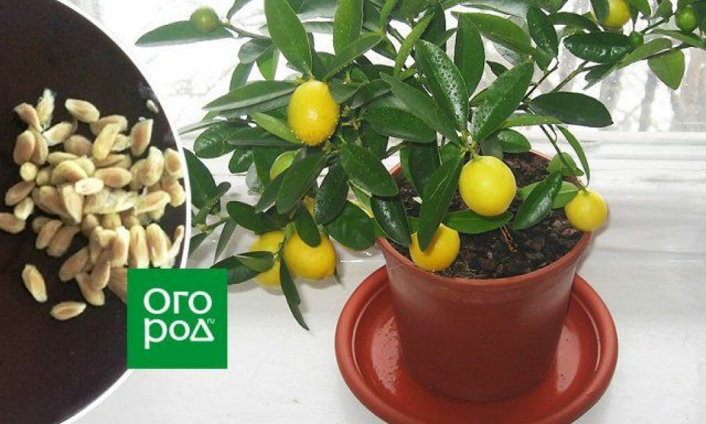 Garden on a windowsill six fruitbearing plants that are easy to grow