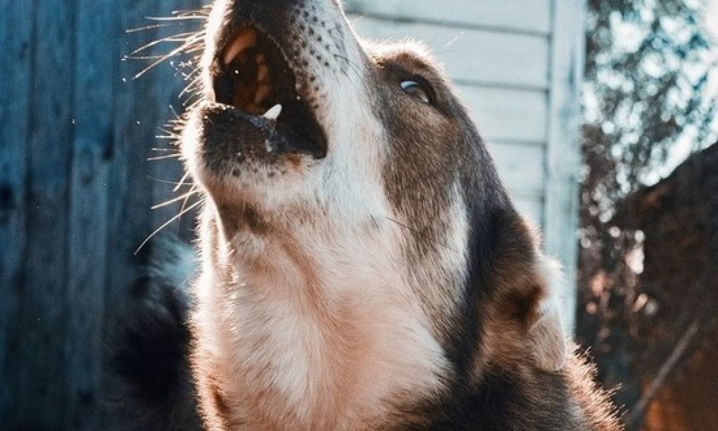 What Animals Carry Rabies And How To Survive After Being Bitten can-dogs-carry-scabies
