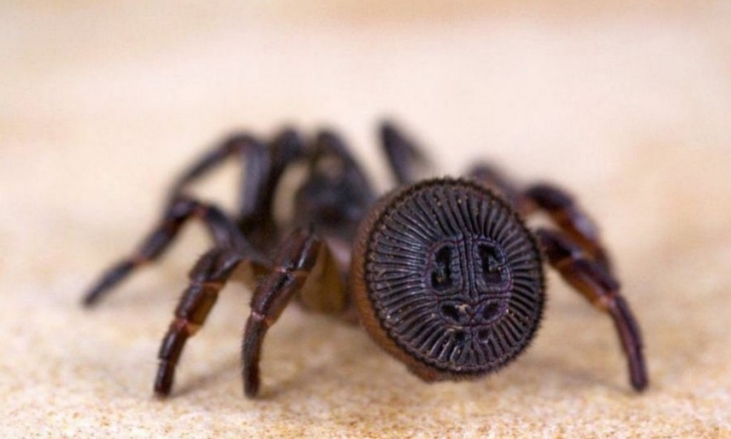 The Royal Seal: Amazing Spider Hatchlings, or Cyclocosms