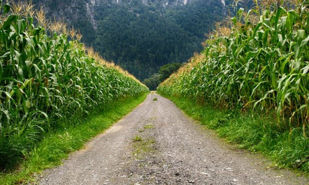 How to cook corn at home