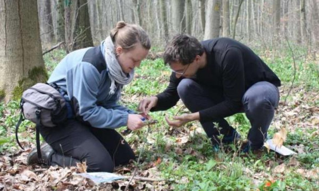Trees recognize roe deer by saliva