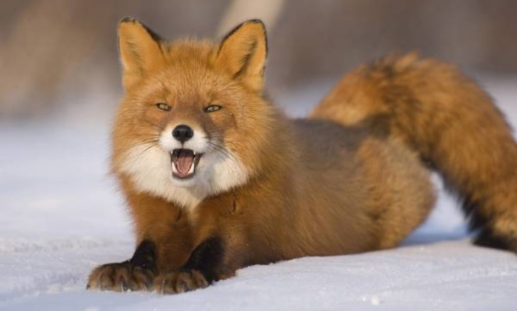 Fox urine spray thwarts tree thefts