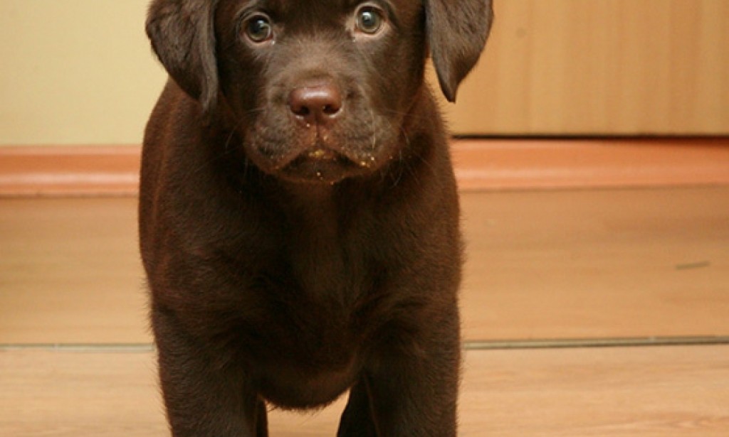 How to feed a Labrador puppy