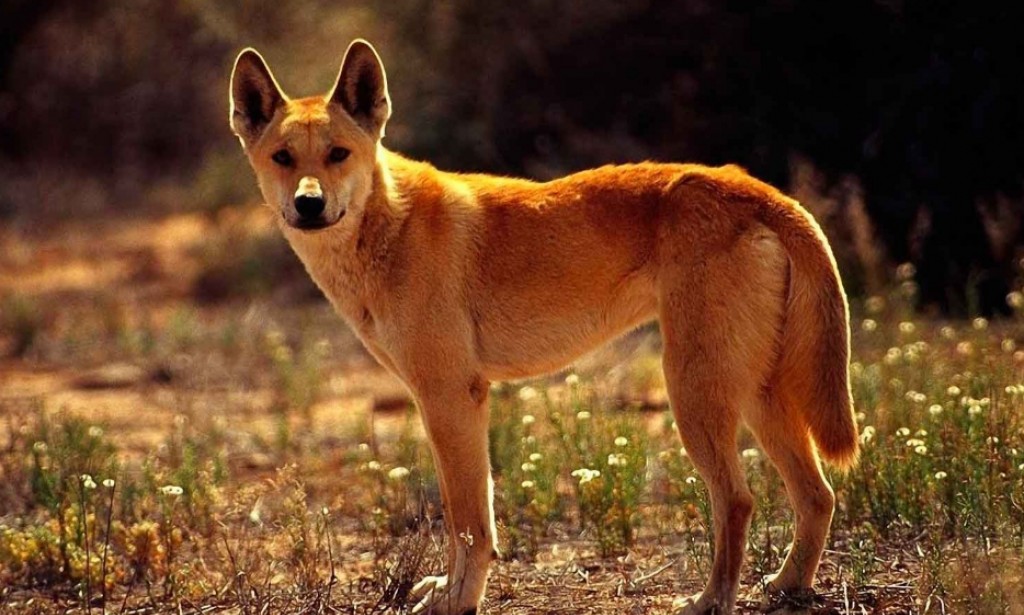 Dingo is an Australian dog