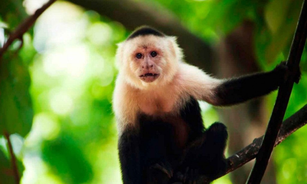 The common capuchin is a friendly monkey. Description and photo