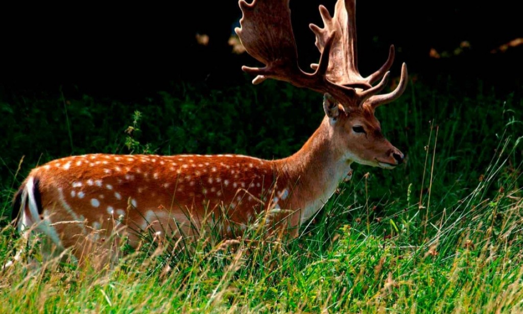 The European doe is a woodland deer