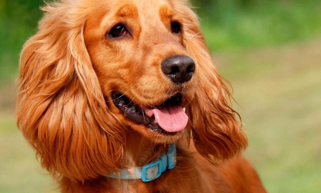 English Cocker Spaniel - cheerful hunter