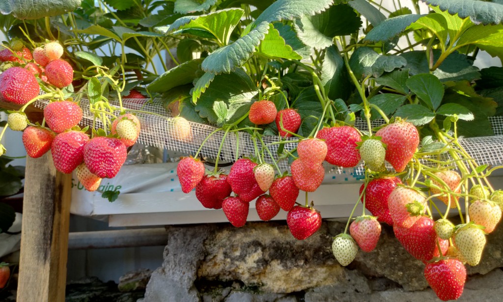 Hydroponics. Persian Princess Soraya, or how to grow premium strawberries from seeds