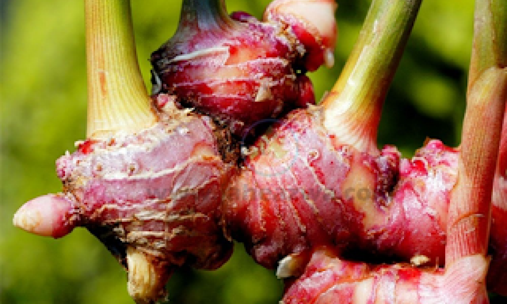 7 Benefits of Red Ginger