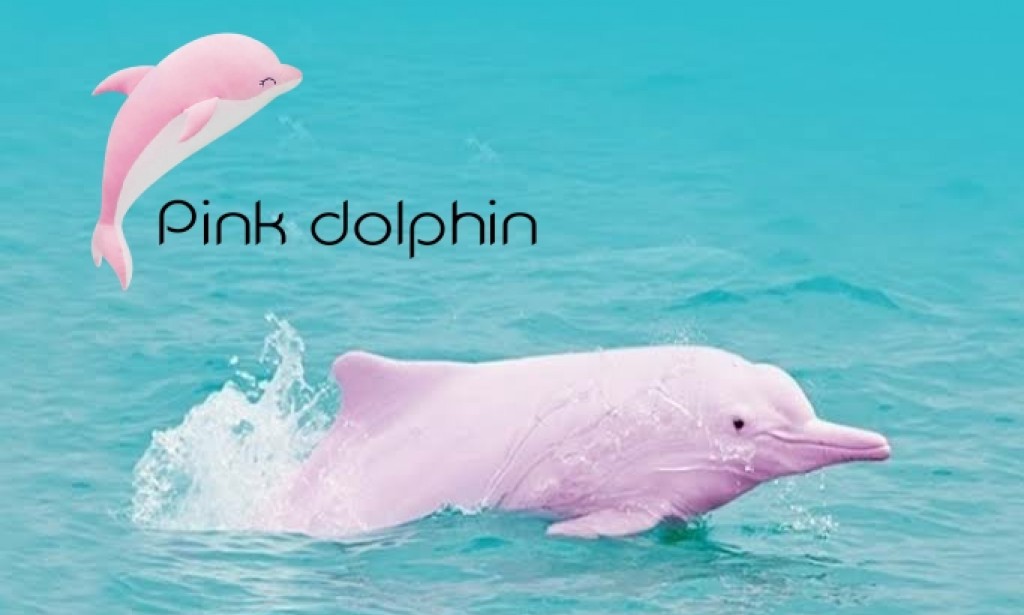 Pink dolphins in the waters of the Amazon, are uncommon and lovely animals