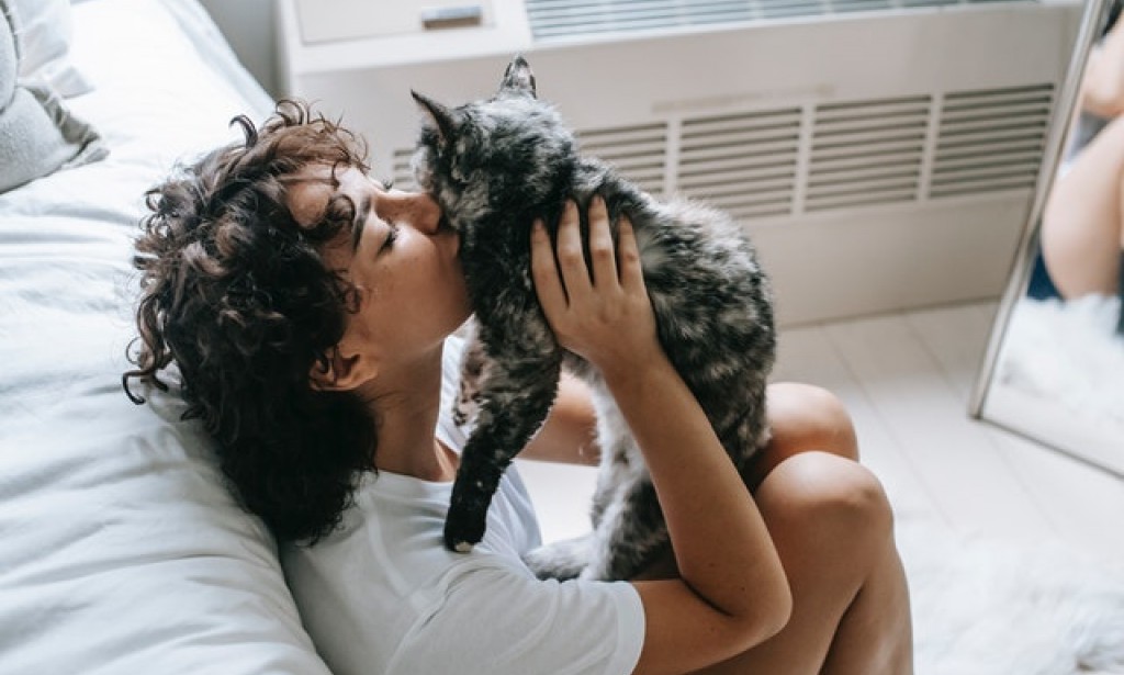 Cats Bonding With Their Owners