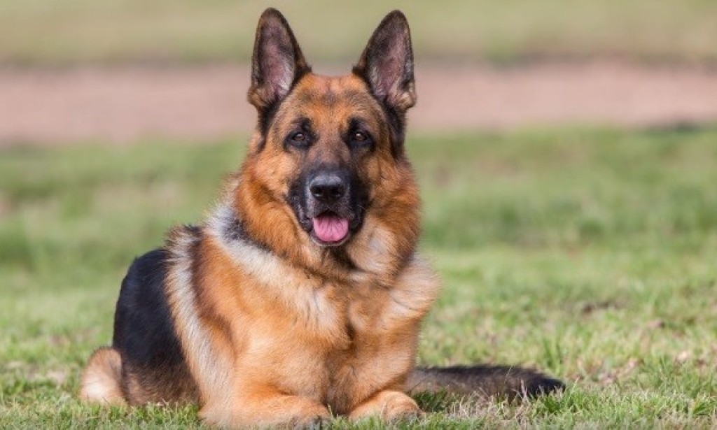 German Shepherd