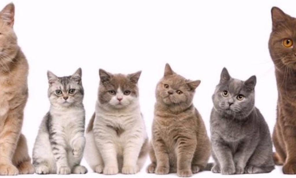 Top 10 best cat breeds for apartments and homes