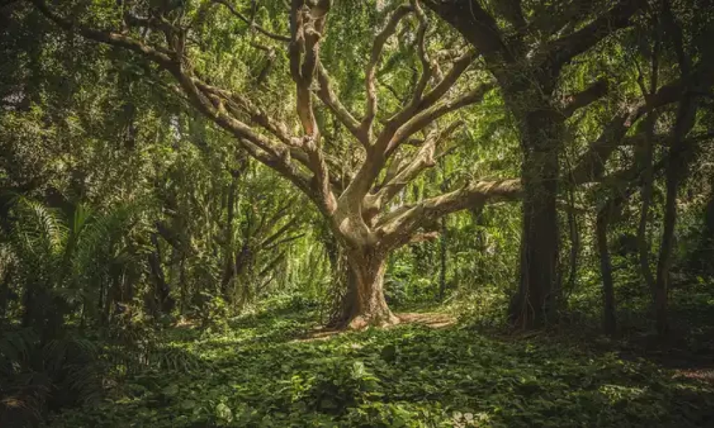 Third of Earth's Land Plants are Rare