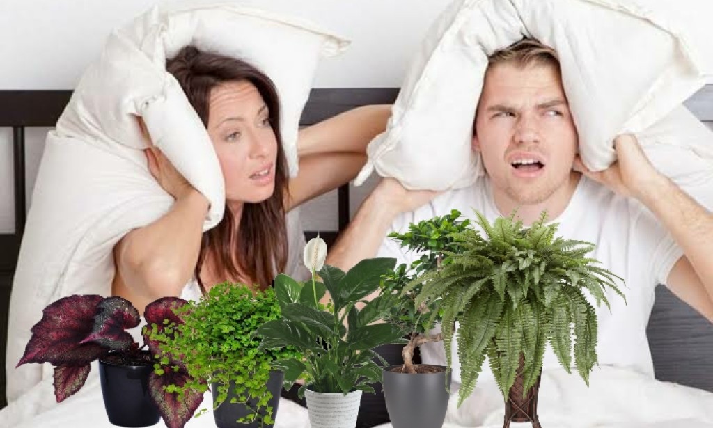These 5 Plants Can Reduce Noise