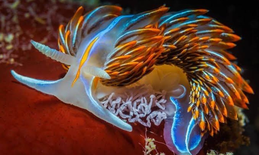 When scientists succeed in transplanting memory into snails