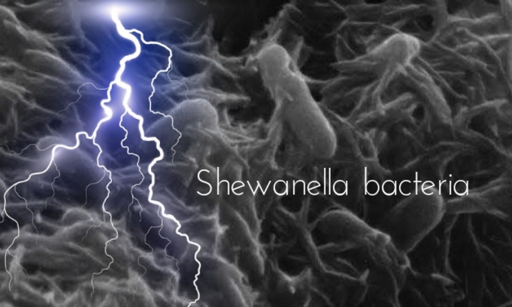 This Strange Bacteria Eats Electricity, Called Potential to Generate Energy