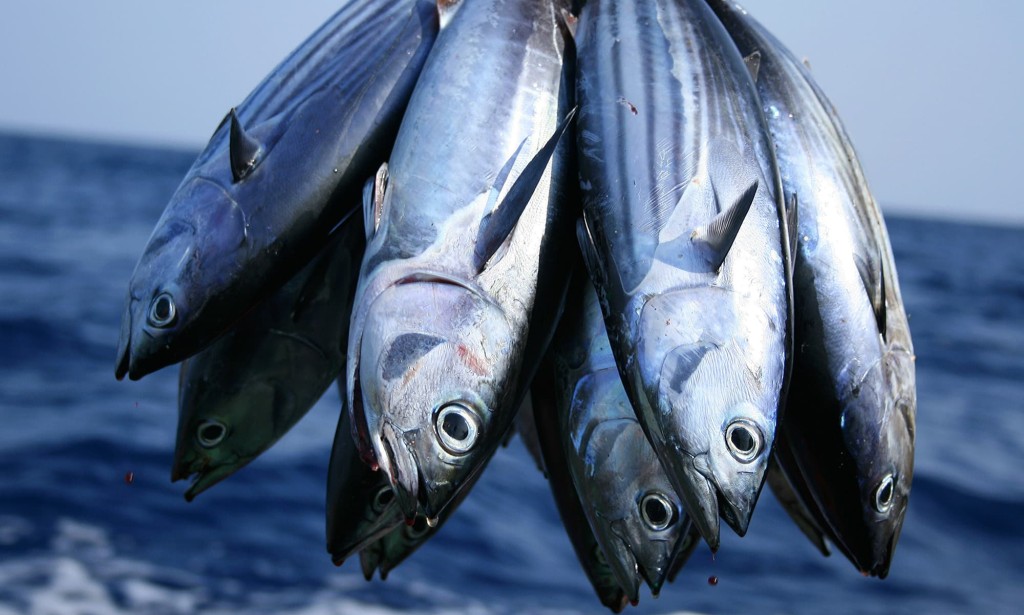 15 Amazing Health Benefits of Tuna