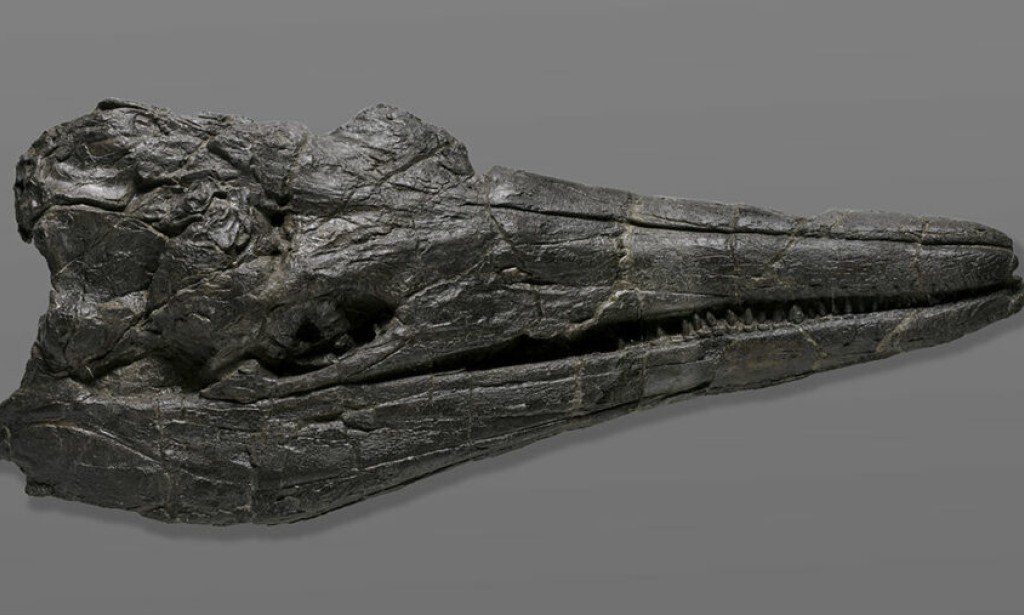 The first giant animal on Earth was the size of a whale