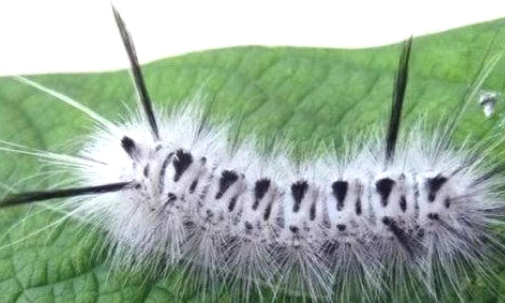 Why Caterpillars Can Cause Itchy Skin?