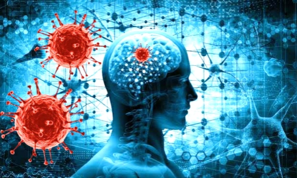 Study Results: Corona Virus Can Survive Months in the Heart and Brain