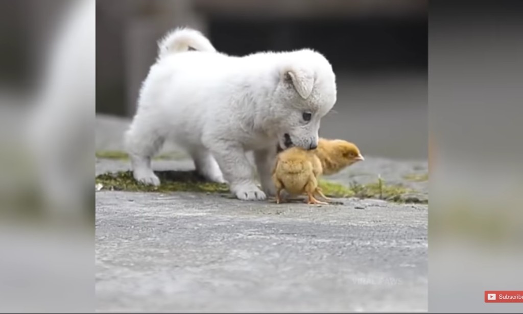 How Smart Are Pit Bull Terrier Dogs