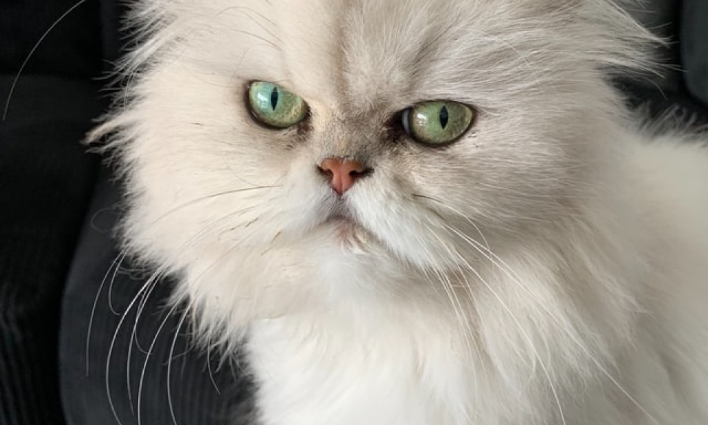 Cats Health (Caring for Persian Cats)