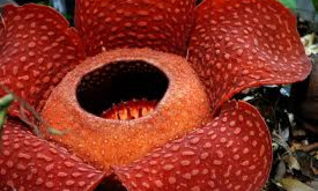 Top 10 most deadliest flowers