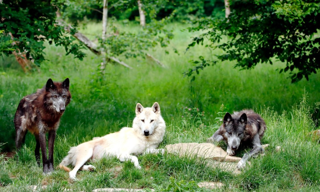 The Pack Mentality Understanding the Complex Social Dynamics of Wolves