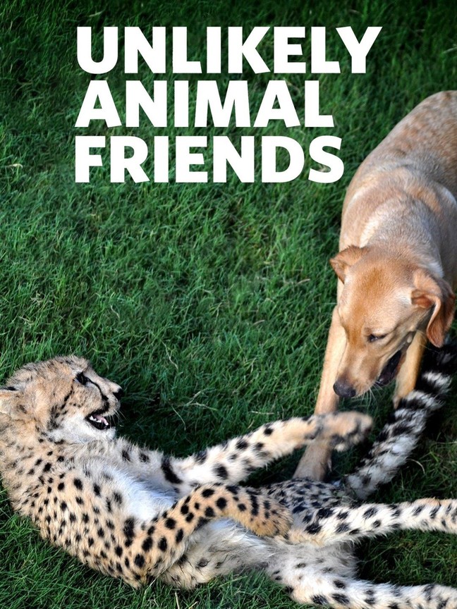 10 unlikely animal friendships