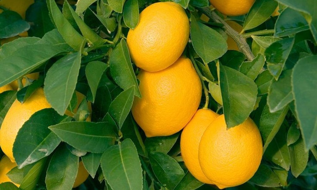 What are the advantages and disadvantages of eating lemon